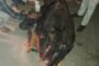 Earthquake shakes Himachal<br>NVP Shimla