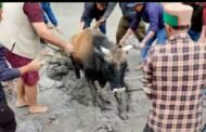 किन्नौर भायुमो के युवाओं ने दिया मानवीयता का परिचय