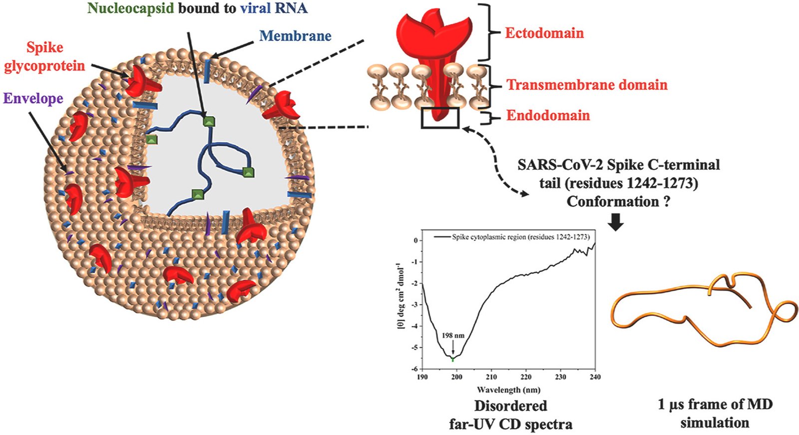 IIT Mandi’s Decoding of Spike Protein of Covid-19 Virus May Lead to Developing a Drug