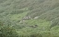 Himachal Accident: 4 Killed in Chamba Vehicle Crash