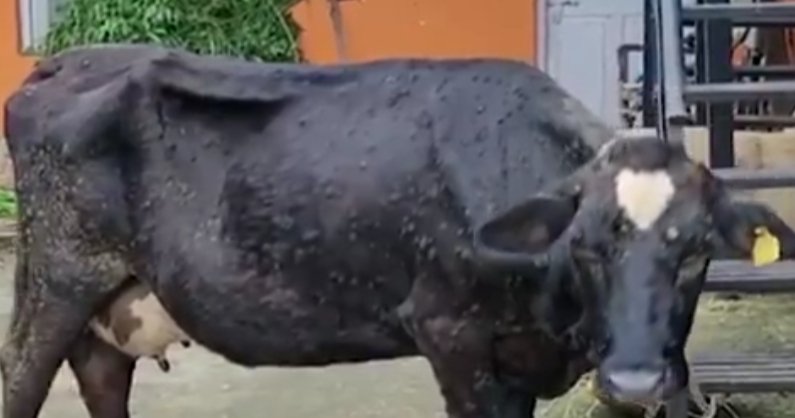Lumpy Skin Disease spreads rapidly in Himachal, Govt Waits to turn it into an animal tragedy