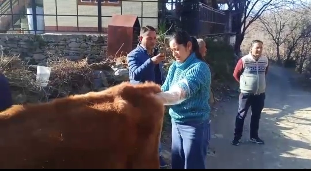 पनौली में पशुपालन विभाग द्वारा गायों को बांझपन से बचाने के दिए टिप्स