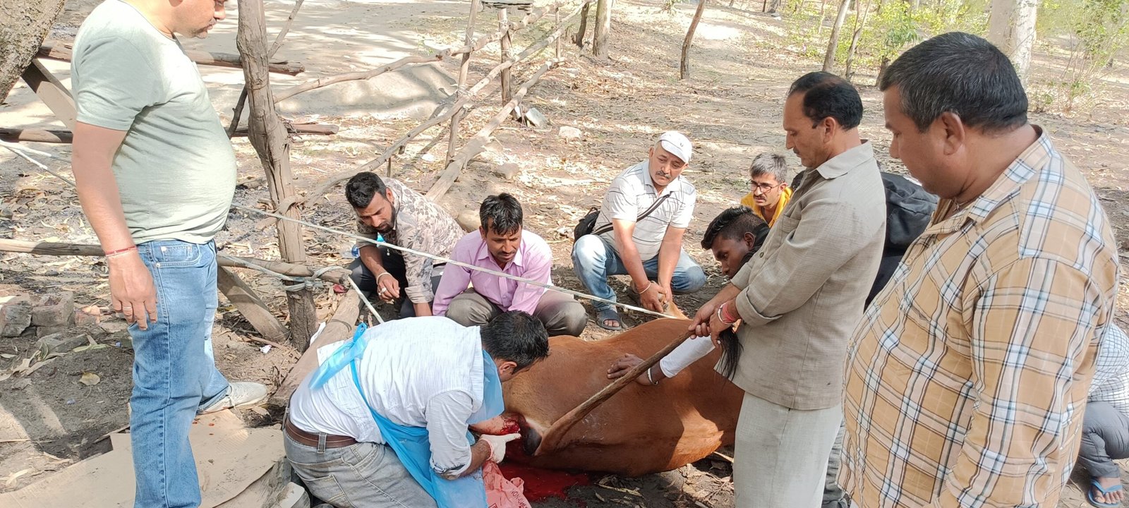 रामपुर में बीमार व लाचार पशुओं को  रेस्क्यू और इलाज कर आश्रय स्थल पहुंचाने  में स्वयंसेवी संस्थाएं आगे