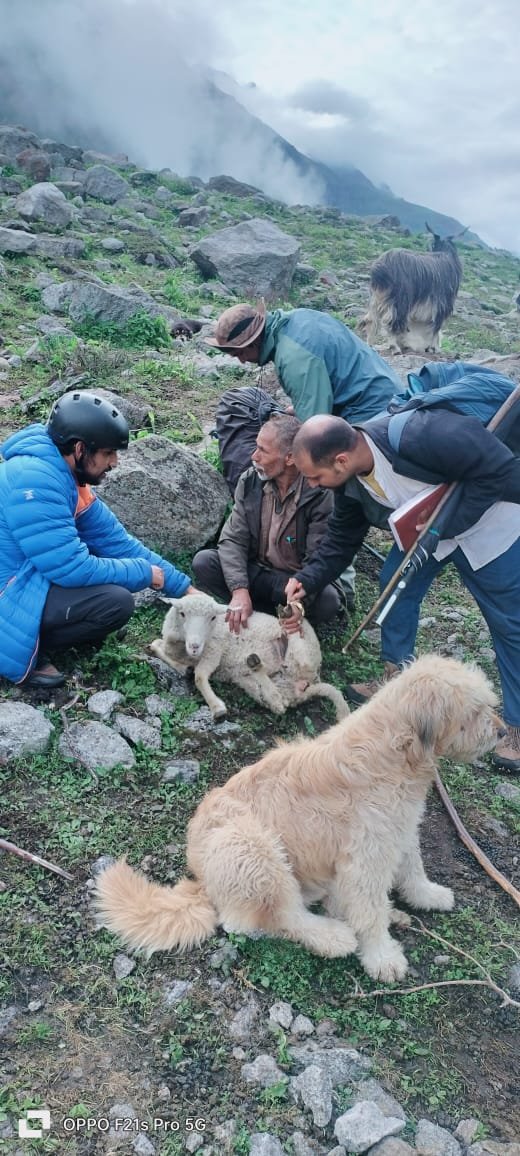 किन्नौर के कारा में फंसे भेड़ों को प्रदान की गई चिकित्सीय सेवाएं