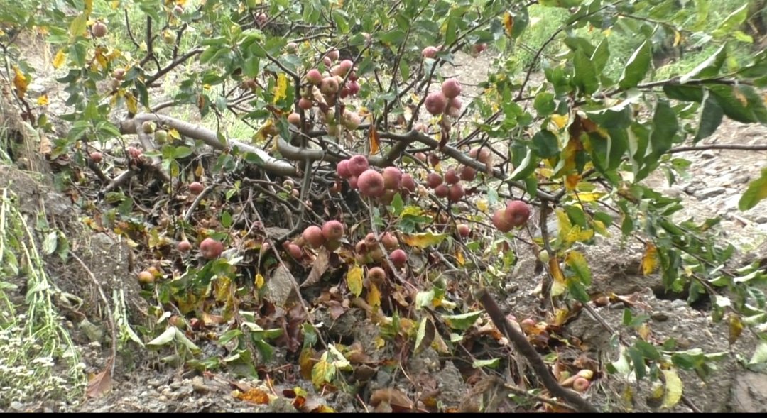 सेब बागवानों को बरसात ने दी नसीहत