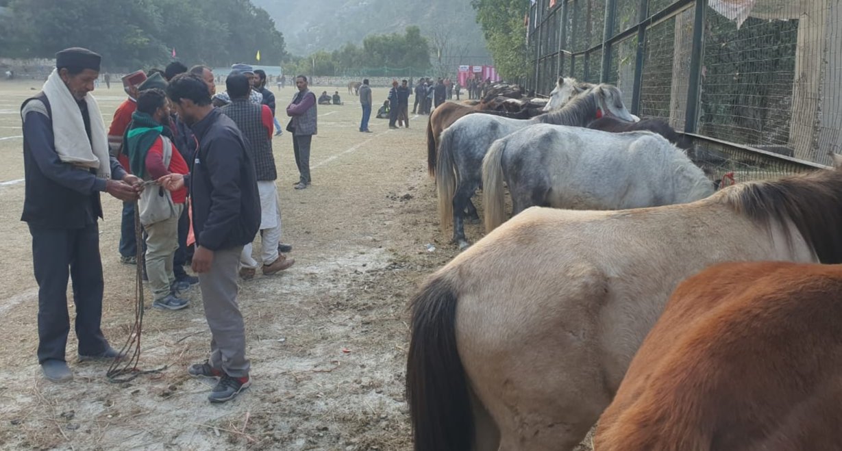 किन्नौर शिपकिला होते तिब्बत व्यापार बंदी का असर पड़ा चौमुर्थी घोड़ों पर