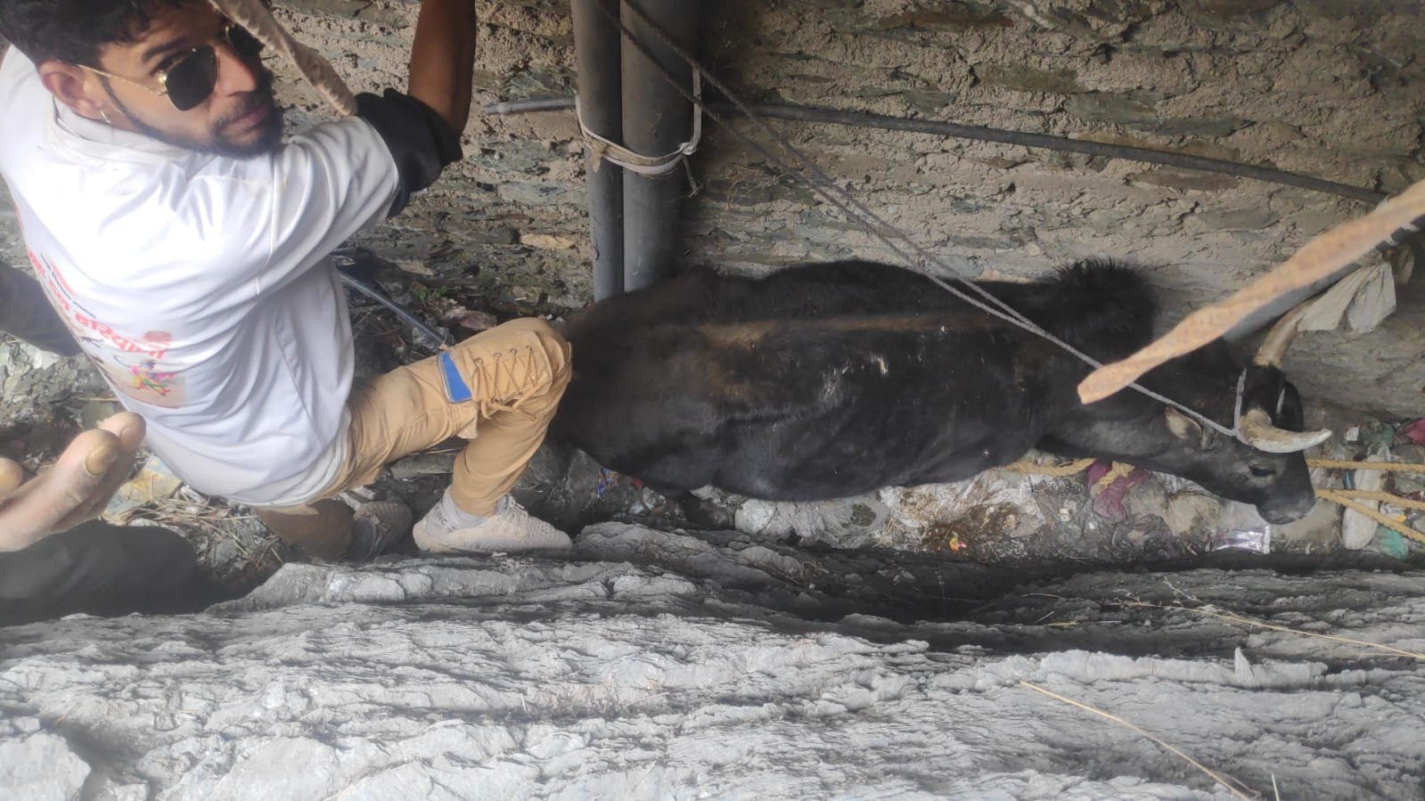 निरमंड में तीन दिन से संकरी गली में फंसे बैल को किया रेस्क्यू