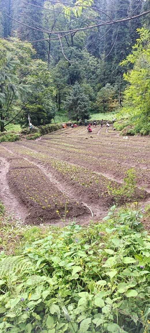 तरंडा मां हर्बल ग्रुप ने स्वरोजगार की ओर बढ़ाया कदम