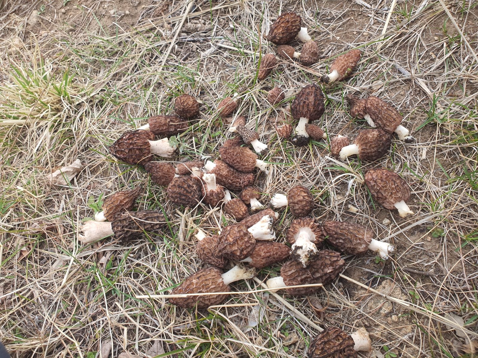 Climate Change Hits the Growth of Morel Mushrooms in Himachal Forests