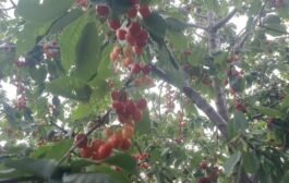 Cherry Season Peaks in Upper Shimla, But Weather Woes Prompt Demand for Rural Processing Units.