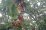 Cherry Season Peaks in Upper Shimla, But Weather Woes Prompt Demand for Rural Processing Units.
