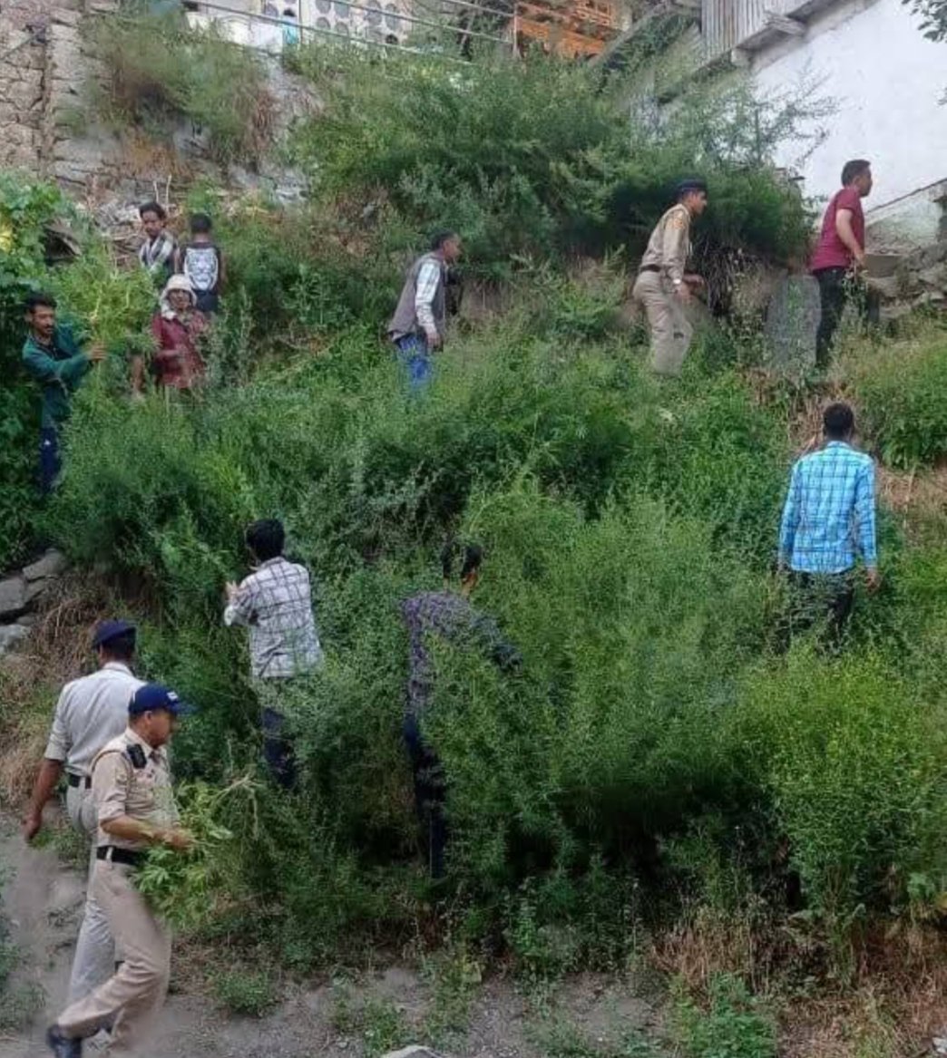 रिब्बा गांव में चला “भांग उखाड़ो अभियान”, मूरंग पुलिस ने दी नशे के खिलाफ एकजुटता की मिसाल