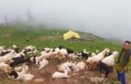 Outrage in Kinnaur Over Illegal Grazing by Nomadic Herders, Forest Wealth Under Threat