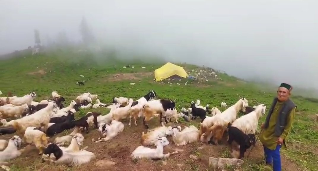 Outrage in Kinnaur Over Illegal Grazing by Nomadic Herders, Forest Wealth Under Threat