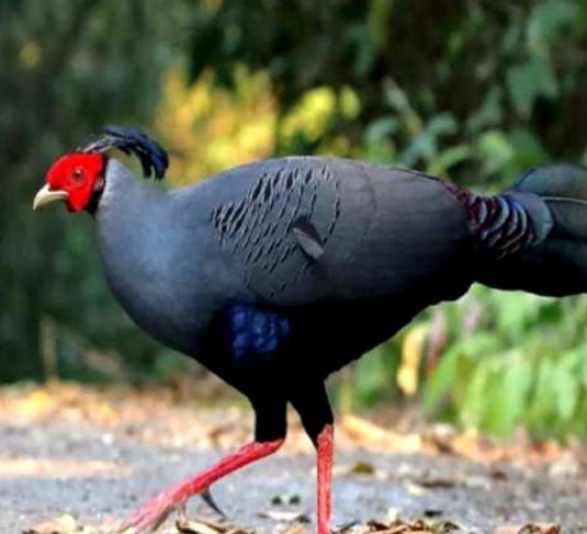 थाईलैंड का राष्ट्रीय पक्षी 'सियामीज़ फायरबैक' उत्तराखंड के जंगलों में देखा गया, जैव विविधता को लेकर विशेषज्ञ उत्साहित