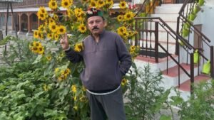 शिमला:रोहड़ू के कुटारा गांव में एक बीज से उगाए पौधे पर 200 से अधिक सूरजमुखी फूल, बागवानी विभाग करेगा अध्ययन – Rohru Shimla Sunflower Plant 200 Flowers Himachal Horticulture