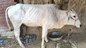 हिमाचल में लंपी का कहर:2,500 पशु चपेट में, 90 की मौत; सिरमौर-ऊना में सबसे ज्यादा मामले, जानें कैसे करें बचाव – Himachal Lumpy Skin Disease 2500 Cattle Infected 90 Deaths