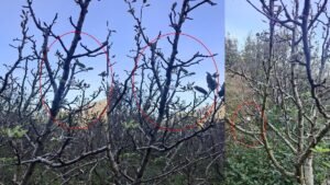 जलवायु परिवर्तन:सेब के पेड़ों पर अक्तूबर में खिले अप्रैल के फूल, अगले सीजन पर संकट, जानें क्या बोले विशेषज् – Climate Change Effects: Apple Trees Bloom In October Putting The Next Season At Risk; Here’s What The Experts