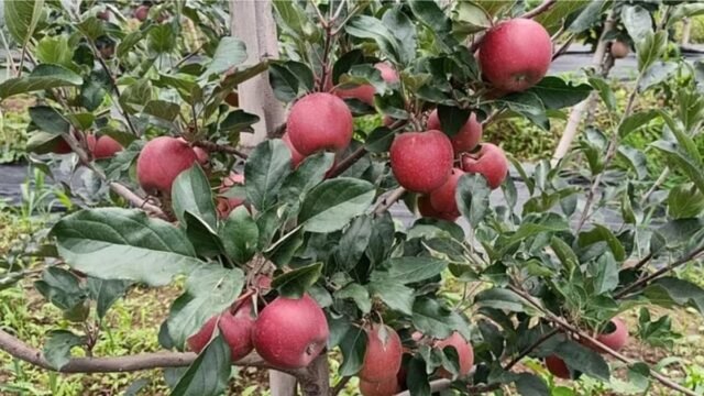 हिमाचल प्रदेश:फसलों के दुश्मन कीटों को खत्म करेंगे हिमालयी कवक, सेब के बगीचों में परीक्षण शुरू – Himachal Pradesh: Himalayan Fungi To Reduce Pesticide Burden; Trials Underway In Apple Orchards