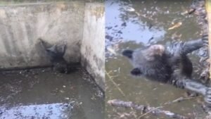 हिमाचल:पानी के टैंक में गिरा भालू का शावक, वन विभाग ने सुरक्षित रेस्क्यू किया, देखें वीडियो – Himachal: Bear Cub Falls Into Water Tank; Forest Department Rescues It Safely – Watch Video.