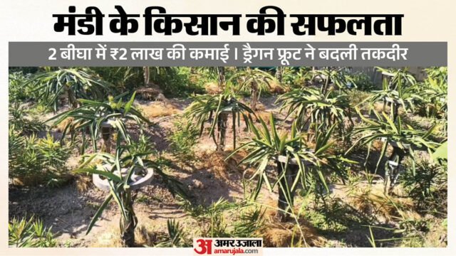 मंडी के दो बीघा ड्रैगन फ्रूट बाग से किसानों ने दो लाख रुपये की कमाई की