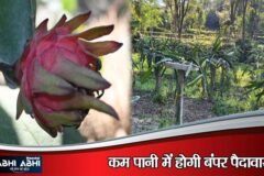 सरकाघाट के दो बीघा जमीन से ड्रैगन फ्रूट से दो लाख की आय