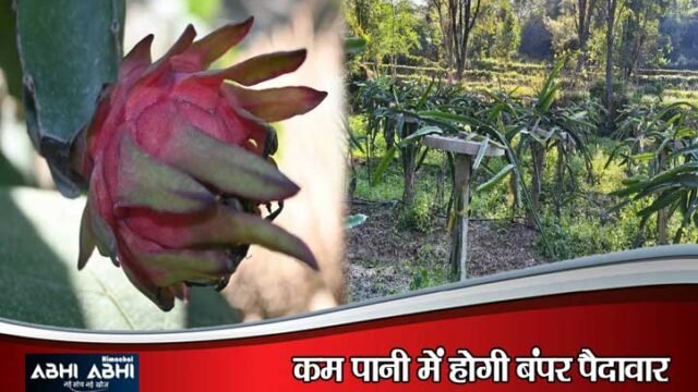 सरकाघाट के दो बीघा जमीन से ड्रैगन फ्रूट से दो लाख की आय
