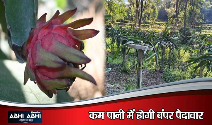 सरकाघाट के दो बीघा जमीन से ड्रैगन फ्रूट से दो लाख की आय