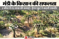 हिमाचल:मंडी के किसान ने दो बीघा में किया कमाल, ड्रैगन फ्रूट की पहली फसल से कमाए दो लाख रुपये; जानें – Dragon Fruit Farming Two Bigha Two Lakh Income Mandi Himachal