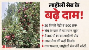 हिमाचल:देश की मंडियों में पहुंचा लाहौल का लाल रसीला सेब, गुणवत्ता और स्वाद ने बढ़ाई मांग; मिल रहे अच्छे दाम – Lahaul Spiti Apple Price 1300 To 1500 Rupees Per 20 Kg Box
