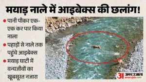 हिमाचल प्रदेश:मयाड़ नाले में पानी पीकर एक-एक कर छलांग लगाते हिमालयन आइबेक्स, दुर्लभ नजारा वायरल – Himalayan Ibex Viral Video Mayar Nala Lahaul Spiti